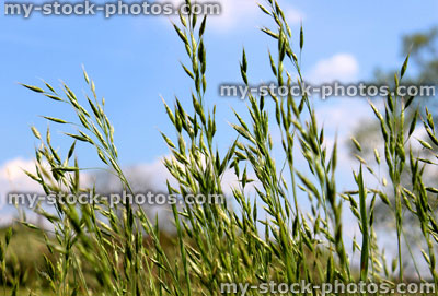 Stock image of wild grass seed in field against blue sky