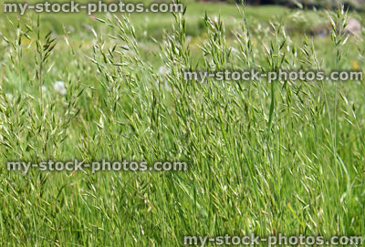 Stock image of wild grass seed in green countryside field, blowing in breeze