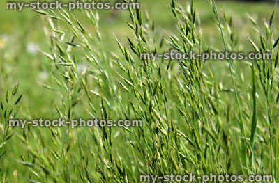 Stock image of wild grass seed in green countryside field, blowing in breeze