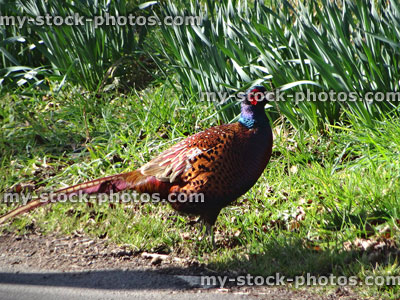 Stock image of common pheasant walking past daffodils in countryside setting