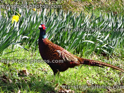 Stock image of common pheasant walking past daffodils in country garden