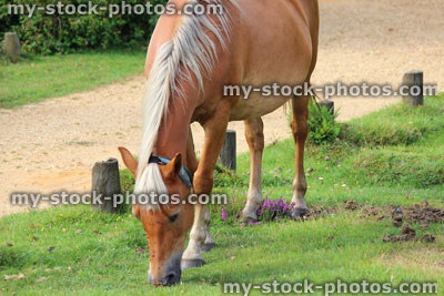 Stock image of brown wild horse in New Forest, covered in flies