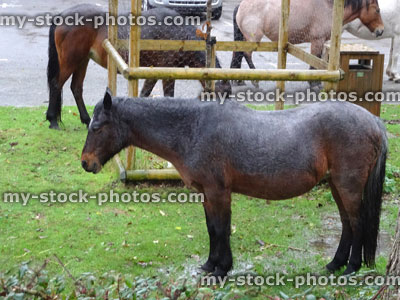 Stock image of wet wild ponies in New Forest car park, rainy weather