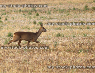 Stock image of young wild European roe deer in field (fawns)