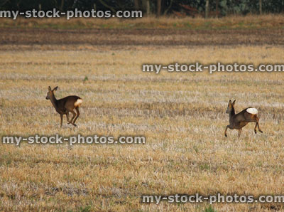 Stock image of young wild European roe deer in field (fawns)