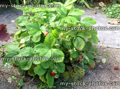 Stock image of uncultivated wild strawberry plant with flowers, red berries (Fragaria vesca)