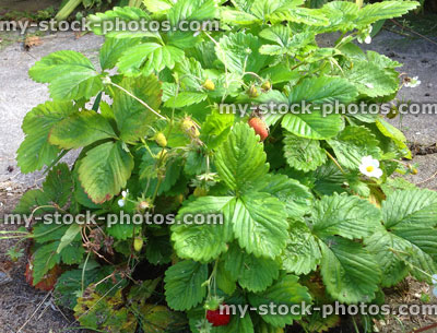 Stock image of uncultivated wild strawberry plant with flowers, red berries (Fragaria vesca)