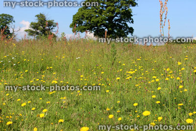 Stock image of wildflower meadow filled with yellow hawkweed flowers (Hieracium)