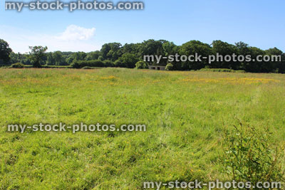 Stock image of wildflower meadow filled with yellow hawkweed flowers (Hieracium)