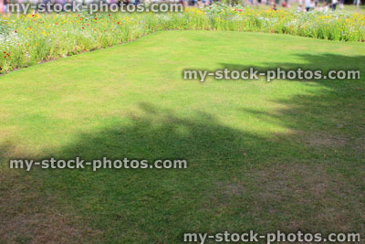 Stock image of shaded / shady fine lawn grass, freshly mown turf, wild flowers