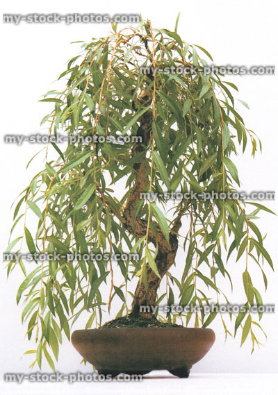 Stock image of weeping willow bonsai tree