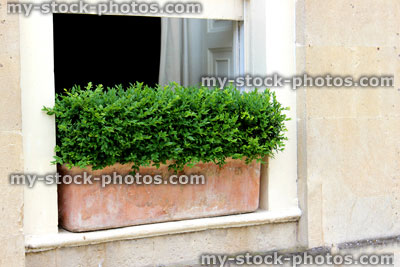 Stock image of clay Terracotta window box with clipped buxus sempervirens / evergreen boxwood
