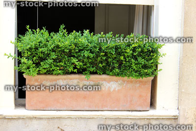 Stock image of clay Terracotta window box with clipped buxus sempervirens / evergreen boxwood