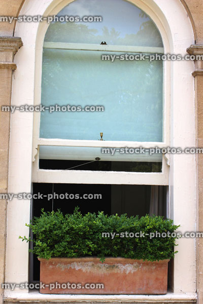 Stock image of terracotta clay window box with clipped buxus sempervirens / evergreen boxwood