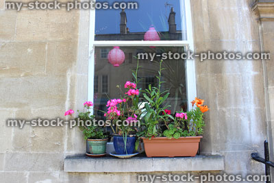 Stock image of different pots of annual flowers growing on windowsill in summer