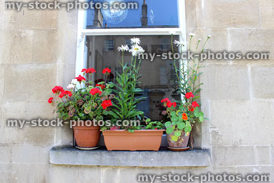 Stock image of terracotta pots of annual flowers growing on windowsill in summer