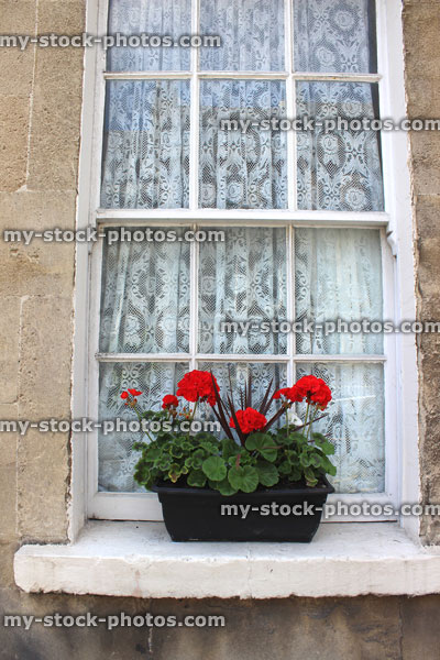 Stock image of plastic black window box with red geranium flowers (pelargoniums), windowsill