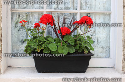 Stock image of plastic black window box with red geranium flowers (pelargoniums), windowsill