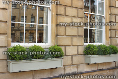Stock image of painted wooden window boxes with evergreen buxus and lavender plants