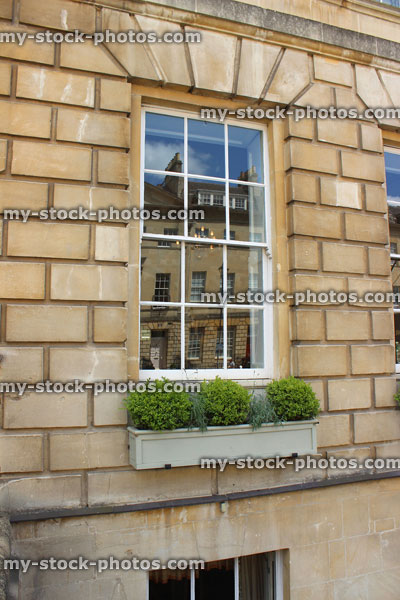 Stock image of painted wooden window box with evergreen buxus and lavender plants