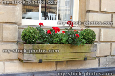 Stock image of wooden window box with red geranium flowers and buxus balls