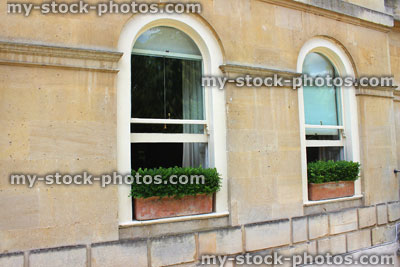 Stock image of clay Terracotta window boxes with clipped buxus sempervirens / evergreen boxwood