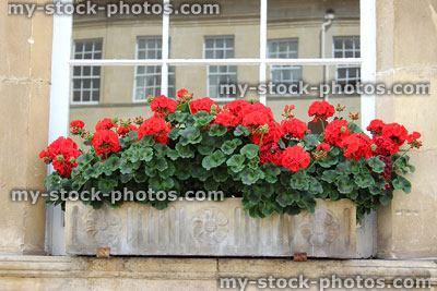 Stock image of stone window box with red flowers (geraniums / pelargoniums), Georgian house
