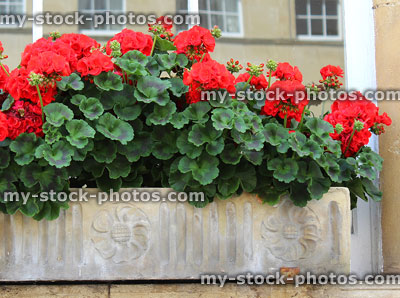 Stock image of stone windowbox with flowering geraniums / pelargoniums, red flowers