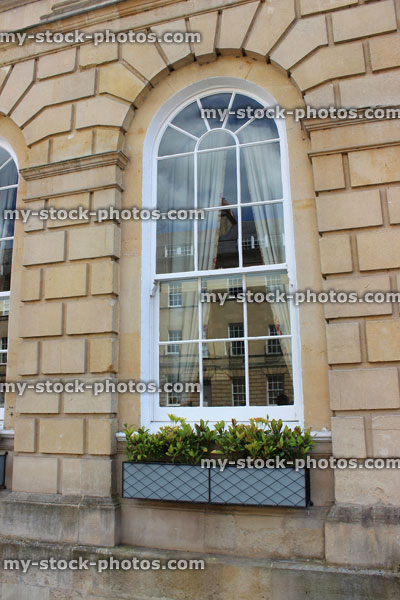Stock image of window box with small evergreen shrubs on Georgian house windowsill