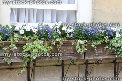 Stock image of wooden window box with flowers on Georgian house, Bath stone