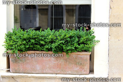 Stock image of terracotta window box with clipped buxus sempervirens / evergreen boxwood