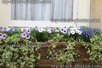 Stock image of window box with flowers on Georgian house, Bath stone bricks