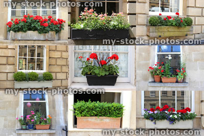 Stock image of windowboxes / window box flowers / windows / collage / montage / red geraniums