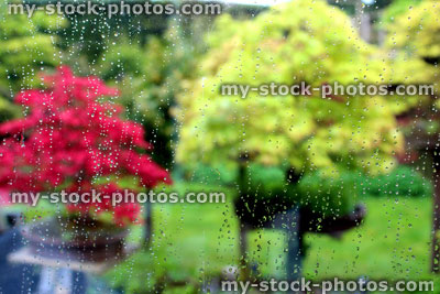 Stock image of blurred garden of bonsai trees through rain on a window