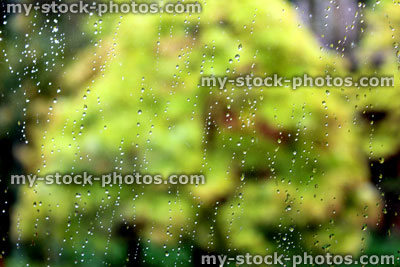Stock image of blurred bonsai tree through rain on a window 