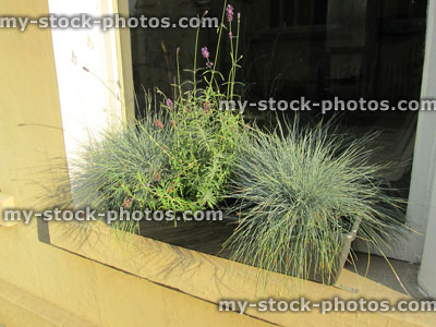Stock image of green plastic windowbox, silver grasses (festuca) and lavender