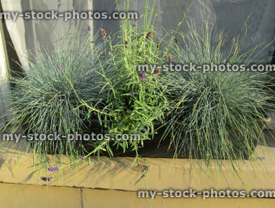 Stock image of green plastic windowbox, silver grasses (festuca) and lavender