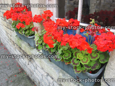 Stock image of plastic grey window box with red geranium flowers (pelargoniums), windowsill