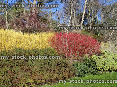 Stock image of winter garden, red and yellow dogwood stems (cornus)