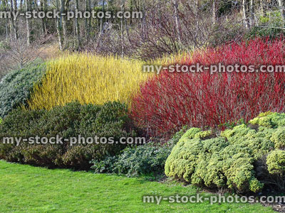 Stock image of yellow and red cornus / dogwood stems in winter