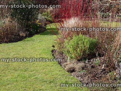 Stock image of winter garden with cornus / dogwood, shrubs, rosemary, snowdrops