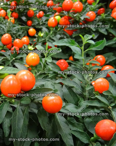 Stock image of winter cherry houseplant, Solanum plant (Solanum pseudocapsicum / capsicastrum)