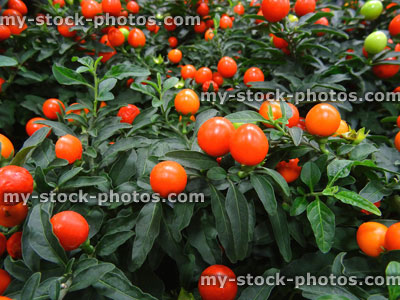 Stock image of winter cherry houseplant, Solanum plant (Solanum pseudocapsicum / capsicastrum)