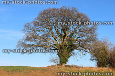 Stock image of large sycamore tree in countryside field, winter, deciduous, no leaves