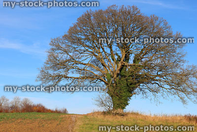 Stock image of large sycamore tree in countryside field, winter, deciduous, no leaves