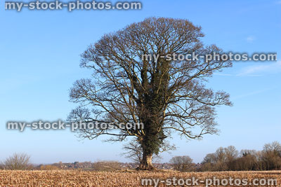 Stock image of winter sycamore tree in field, deciduous, no leaves