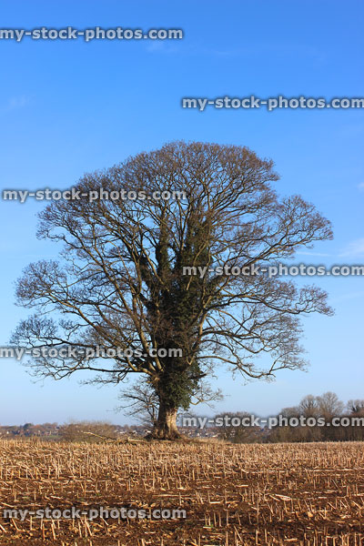 Stock image of single sycamore, winter tree in field, deciduous, no leaves