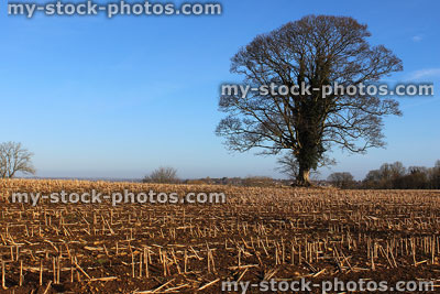 Stock image of winter sycamore tree in field, deciduous, acer pseudoplatanus
