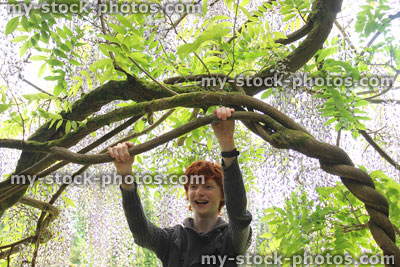 Stock image of boy hanging from vines of flowering wisteria plant