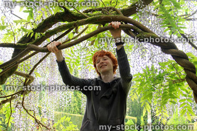 Stock image of boy hanging from vines of flowering wisteria plant